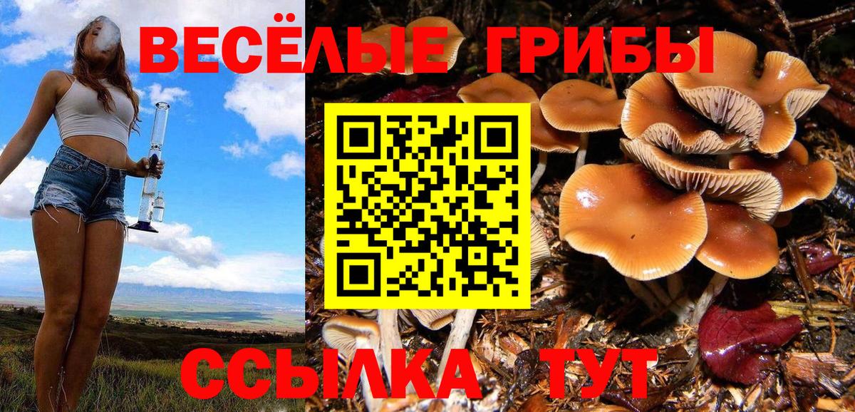 Псилоцибиновые грибы прущие грибы Балтийск
